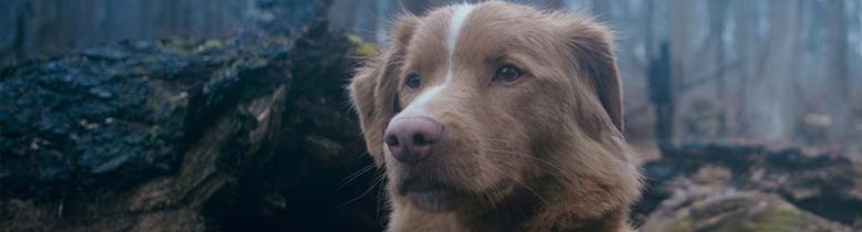Good Boy - Trust His Instincts